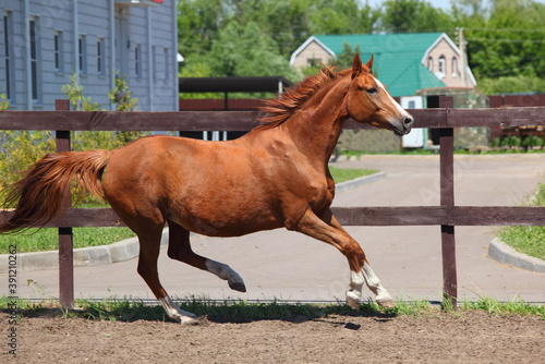 Sports race horse galloping in summer ranch