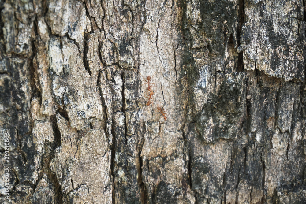 Red ant on the bark of a tree Use as a texture image Red ant on the bark of a tree Use as a texture image