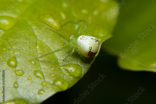 Green spider on the leaf