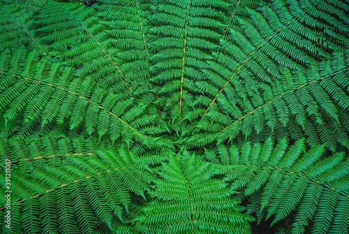 A natural background of lush, green, healthy fern fronds growing on the South Island of New Zealand.