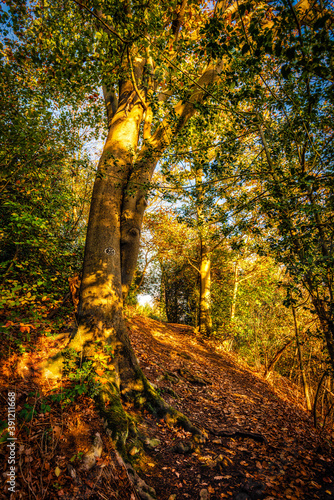 Pfad im Herbst mit Herbstlaub im Wald HDR