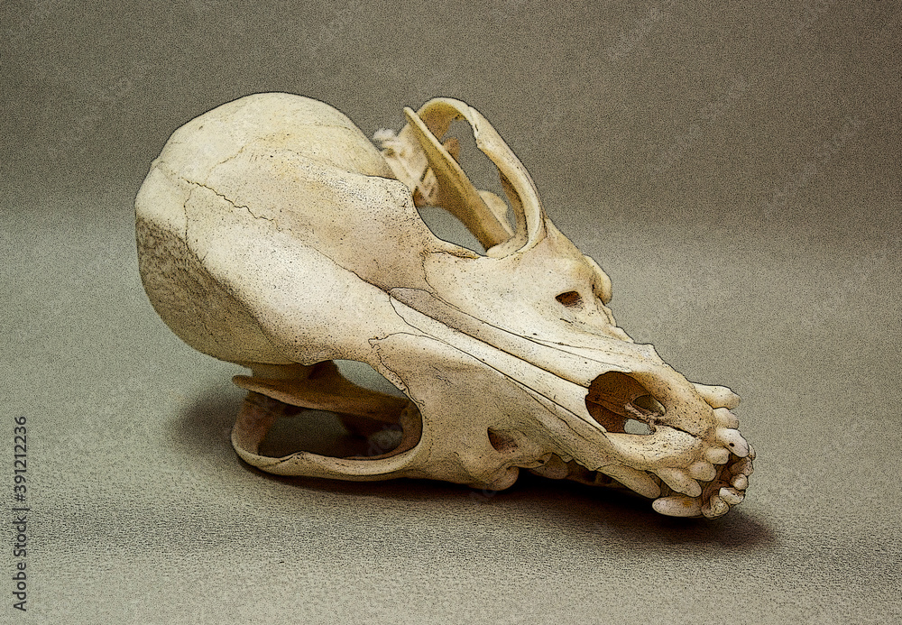 Naklejka premium Skull of a small dog. Animal bones for anatomy.