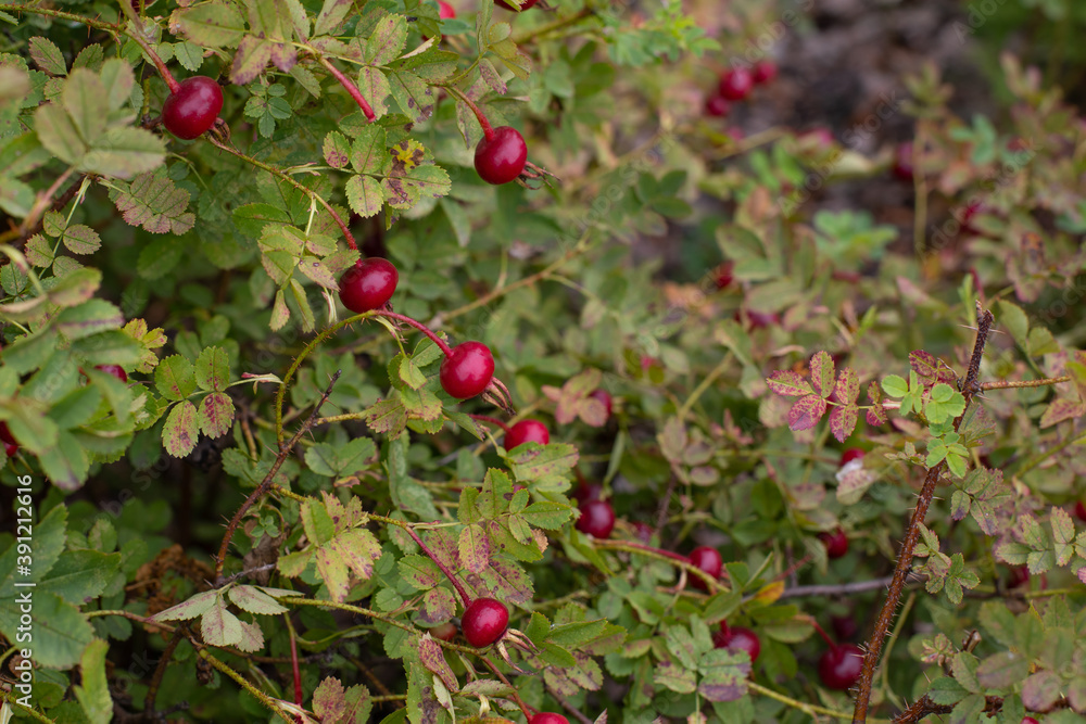 Red berries of Rosa spinosissima. Scottish rose fruits on bush, autumn season