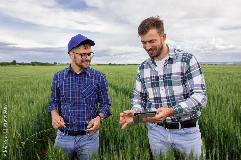 Fototapeta premium Two farmers standing in green wheat field examining crop during the day.