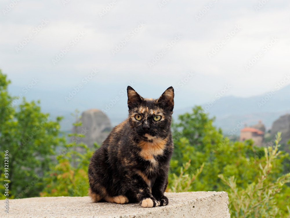 Greece cat in Meteora rocks