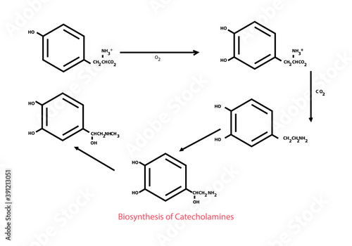 Biosynthesis of catecholamines chemical reaction outline structure design vector illustration photo