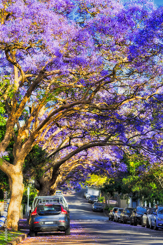 Photography Jacaranda Kir Tunnel 2 North Vert