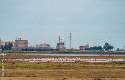 Large flamingo birds colony near the city