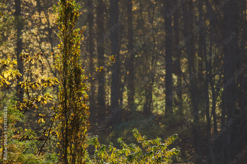 Obraz premium AUTUMN COLORS - The colorful season on forest 