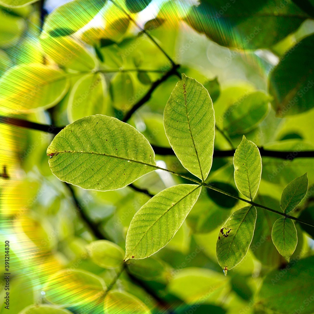 Obraz premium green tree leaves and sunlight in autumn season 