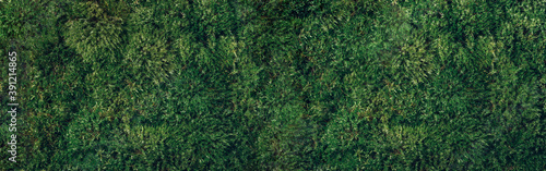 Canvas Print Natural green moss background