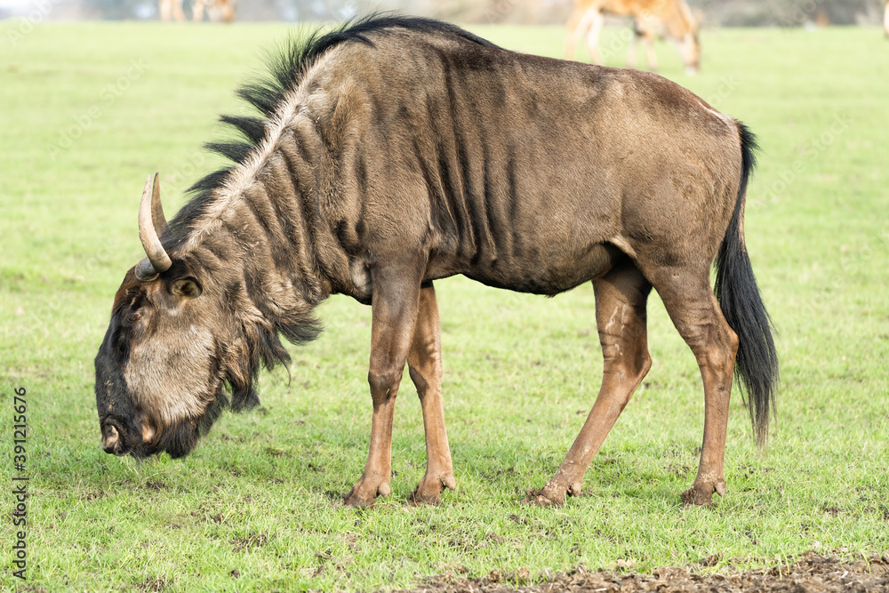 A Wildebeest Up Close With Grass Background A Wildebeest Up Close With Grass Background