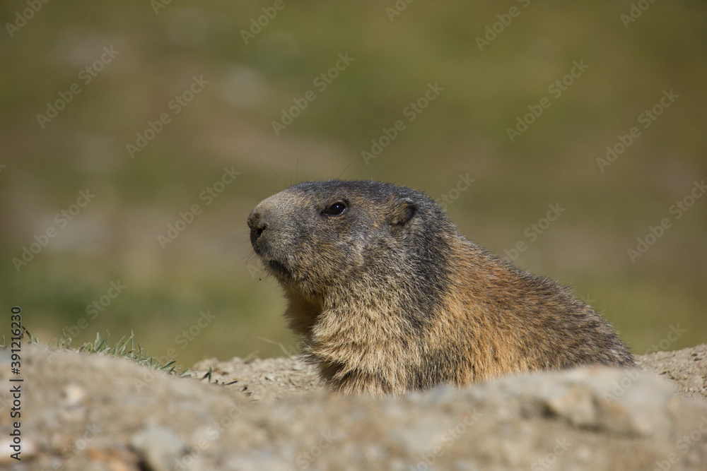 alpine marmot in the swiss mountains on a sunny da< alpine marmot in the swiss mountains on a sunny da<
