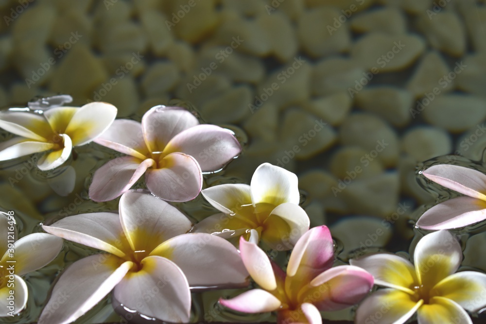 Frangipani flowers floating on water, spa, relaxation, wellness backgrounds Frangipani flowers floating on water, spa, relaxation, wellness backgrounds