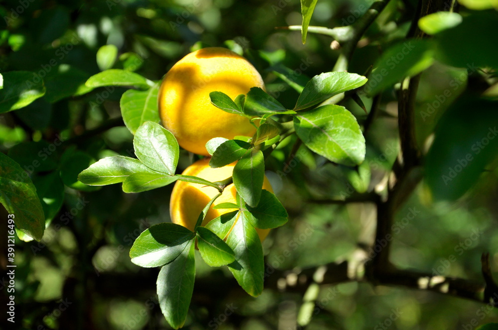 Obraz premium fruits of the South