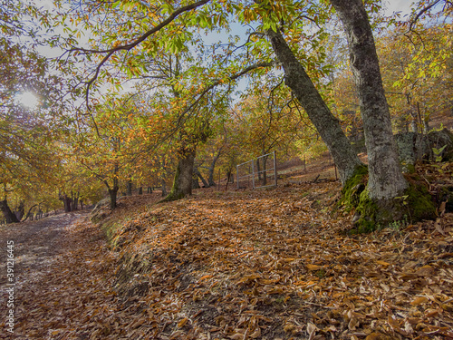 estación del otoño entre los castaños del valle del Genal en Málaga photo