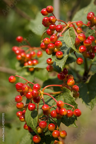 Unripe berries of viburnum among the green leaves. Selective focus