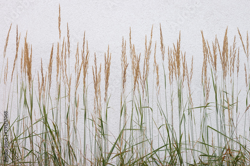 Decorative grass on a white wall background