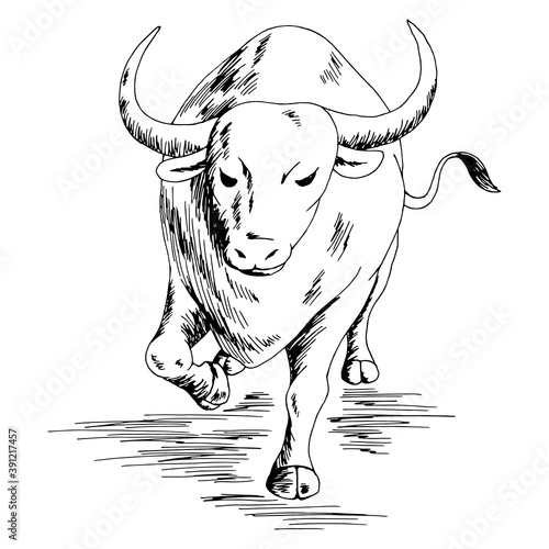 Bull angry running graphic black white isolated sketch illustration vector