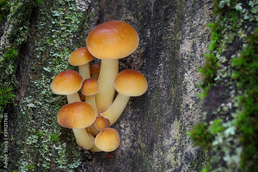 Edible mushrooms Flammulina velutipes known as Golden Needle Edible mushrooms Flammulina velutipes known as Golden Needle