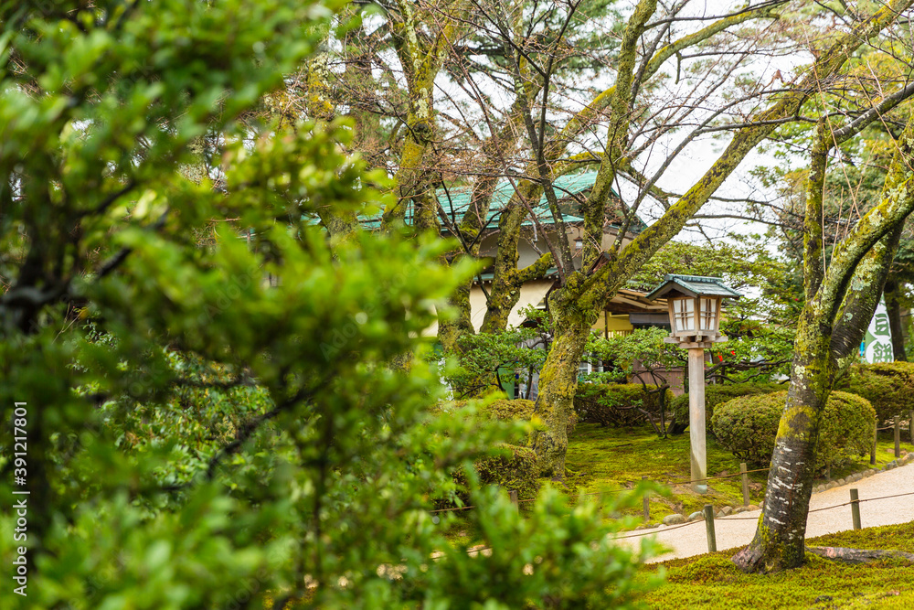 Fototapeta premium 日本 石川県金沢市、兼六園の庭園