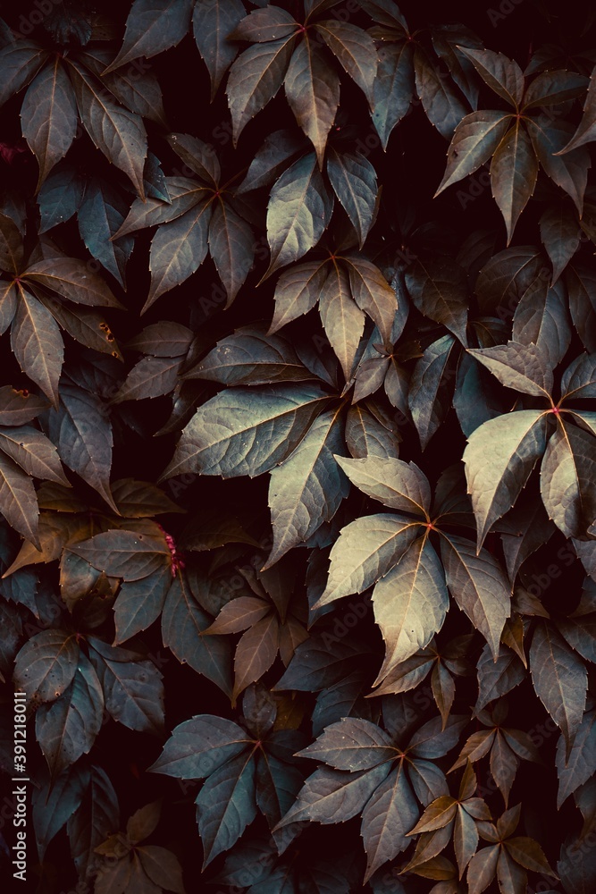 Fototapeta premium green plant leaves in the nature in atumn season