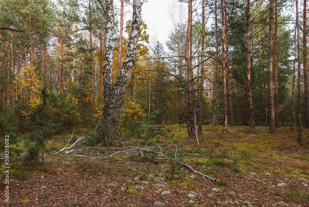 Fototapeta premium Birchs in a pine forest. Close-up