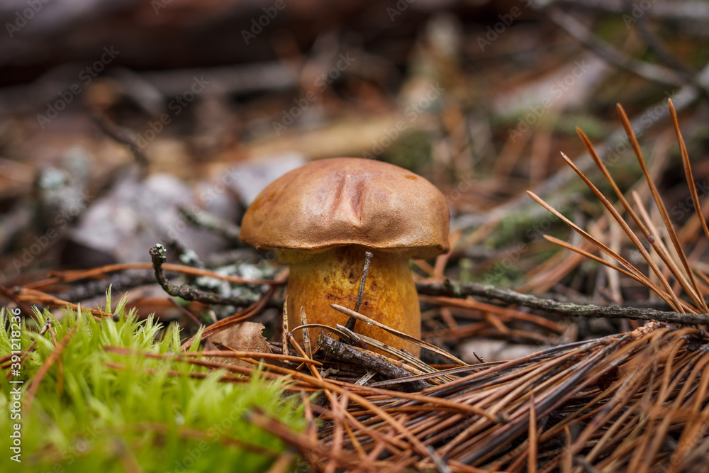 Boletus badius grows among moss. Small depth of field Boletus badius grows among moss. Small depth of field