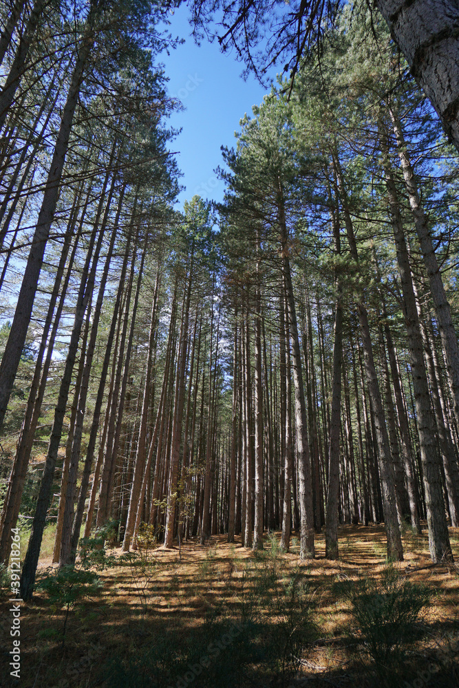 Typical landscape of forest and nature in the Sila National Park in Italy Typical landscape of forest and nature in the Sila National Park in Italy