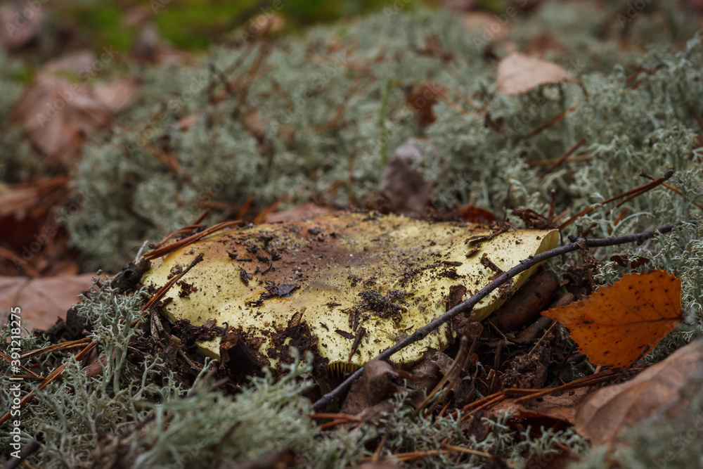 Tricholoma flavovirens among the moss in the autumn forest. Small depth of field Tricholoma flavovirens among the moss in the autumn forest. Small depth of field