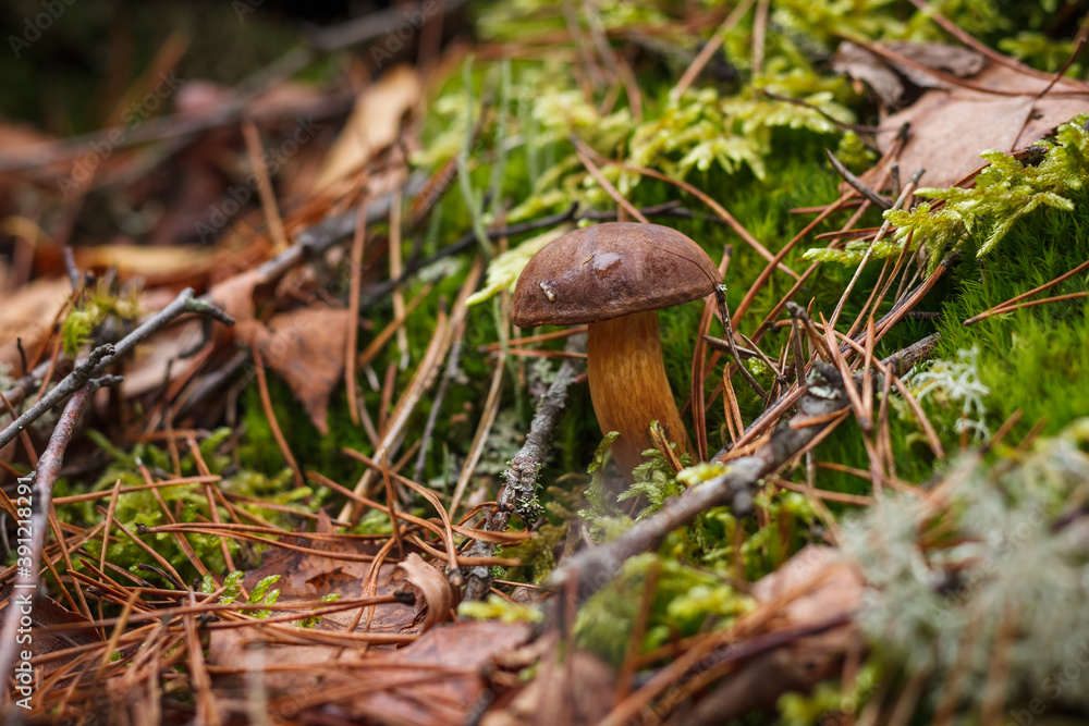 Boletus badius grows among moss. Small depth of field Boletus badius grows among moss. Small depth of field