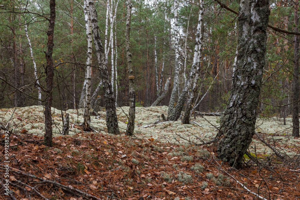 Birchs in a pine forest. Close-up Birchs in a pine forest. Close-up