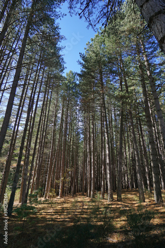 Typical landscape of forest and nature in the Sila National Park in Italy