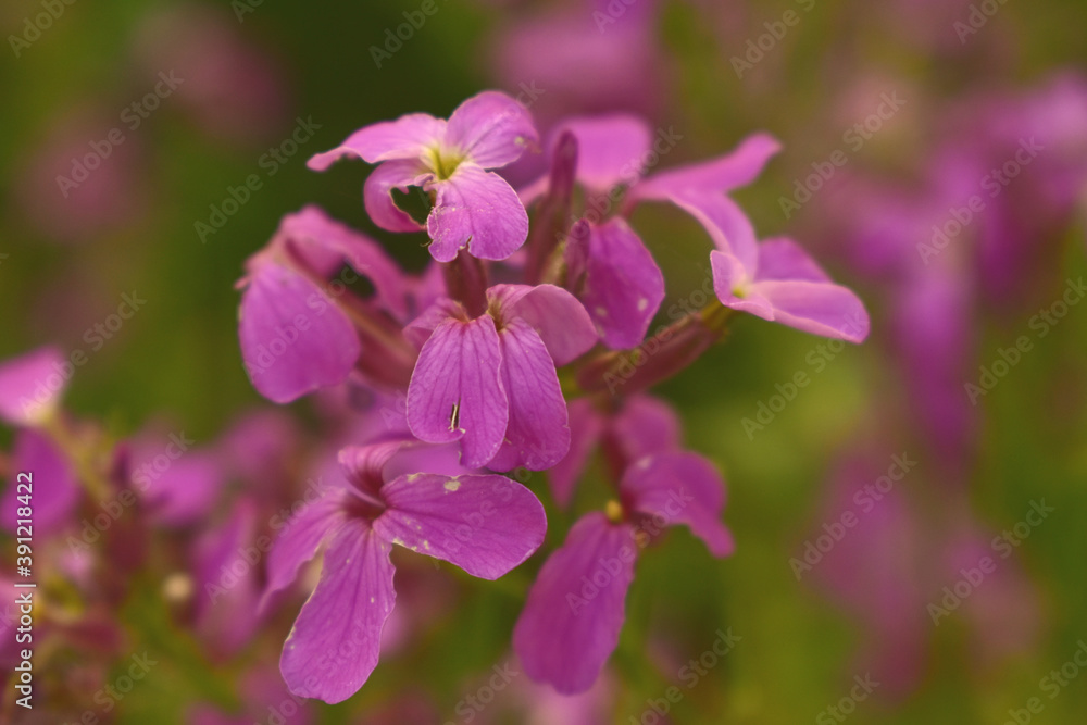 close up of a purple flower close up of a purple flower