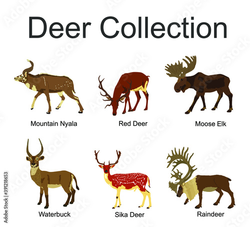 Deer collection vector illustration isolated on white background. Mountain nyala antelope. Moose elk. Reindeer buck. Red deer grassing. Waterbuck african deer. Sika symbol.