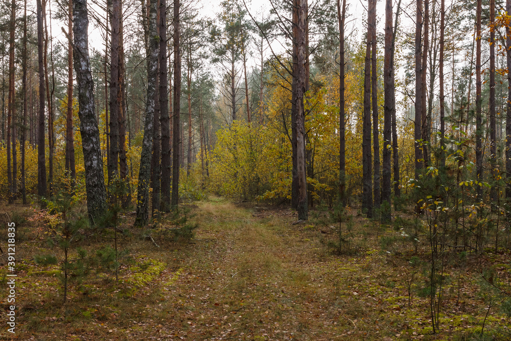 Road through a coniferous forest Road through a coniferous forest