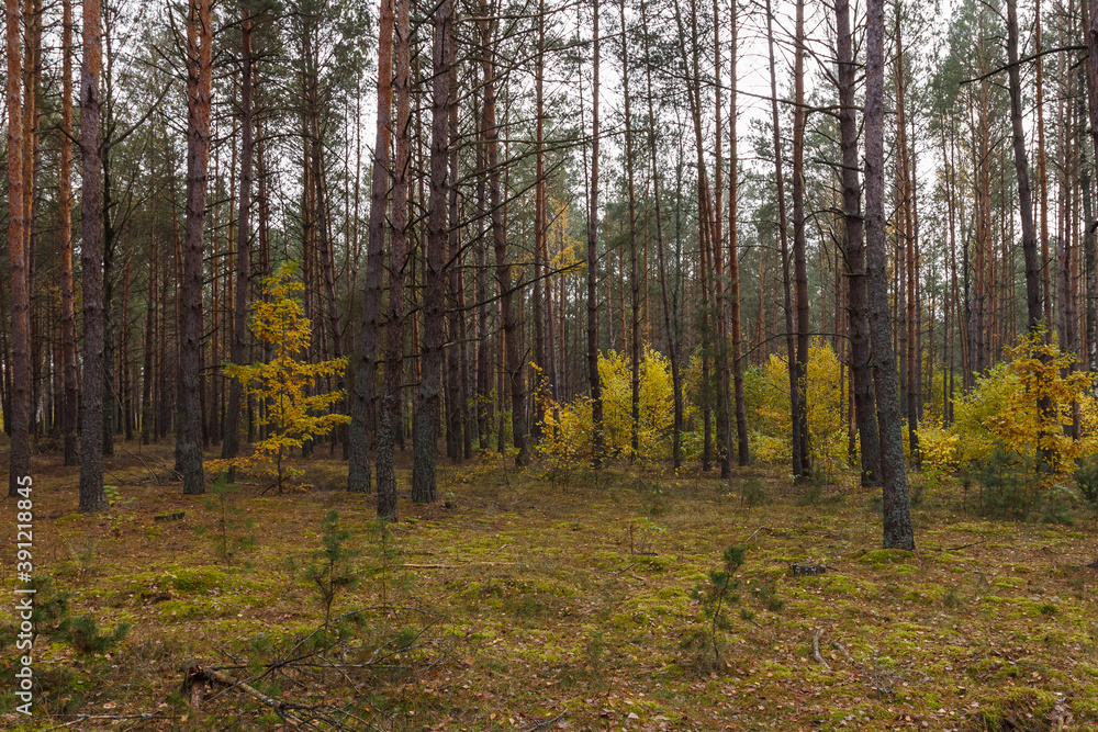 Coniferous forest on a cloudy day. Autumn forest with yellow leaves