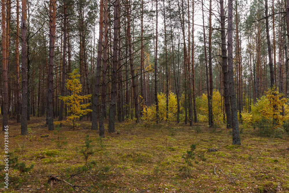 Coniferous forest on a cloudy day. Autumn forest with yellow leaves Coniferous forest on a cloudy day. Autumn forest with yellow leaves