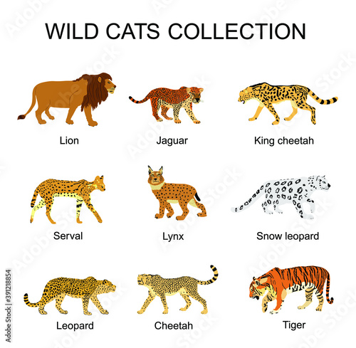 Wild cats collection vector illustration isolated on white background. Lion, jaguar, king cheetah, serval, lynx bobcat, snow leopard, tiger, leopard, cheetah. Wild animal superior predator.
