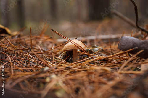 Cortinarius caperatus in a coniferous forest. Small depth of field