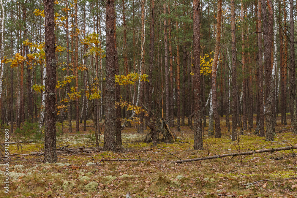 Coniferous forest on a cloudy day. Autumn forest with yellow leaves Coniferous forest on a cloudy day. Autumn forest with yellow leaves