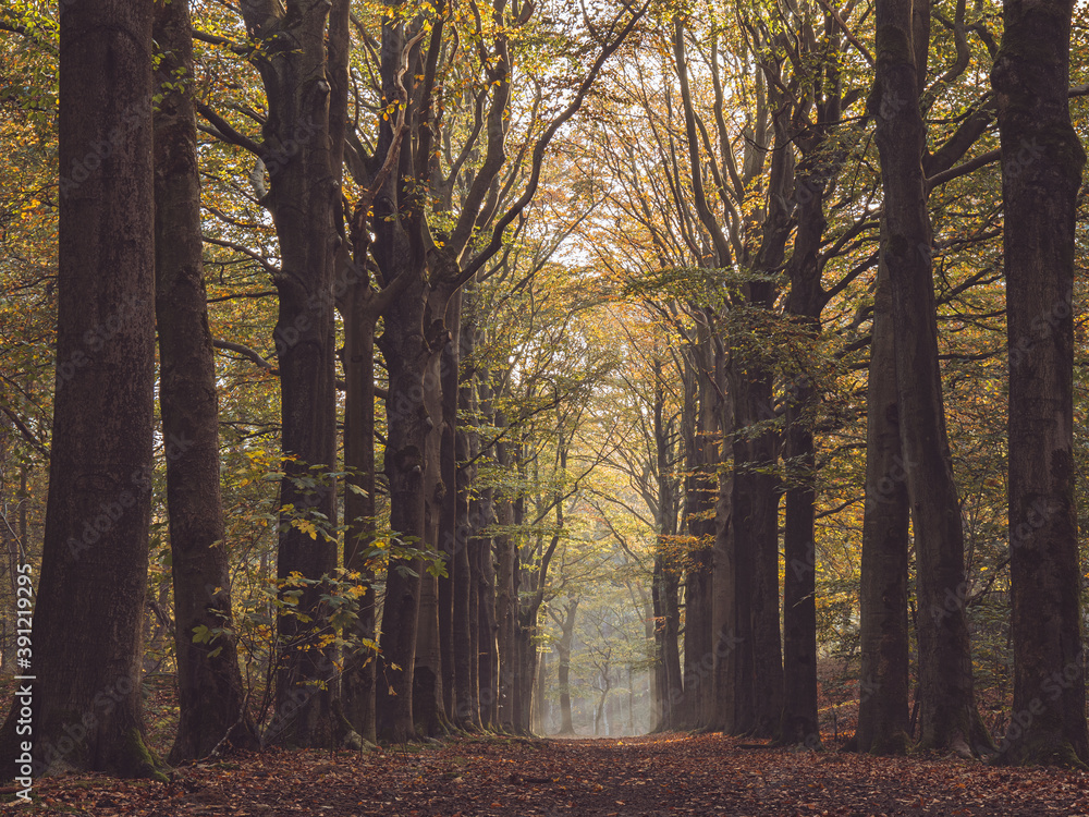 Fototapeta premium autumn forest lane in the fog