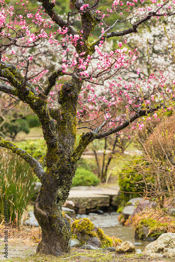 Fototapeta premium 日本 石川県金沢市、兼六園の梅林