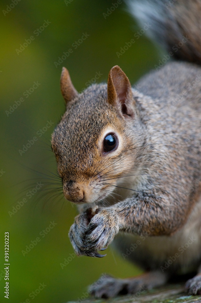 Eastern gray squirrel Eastern gray squirrel