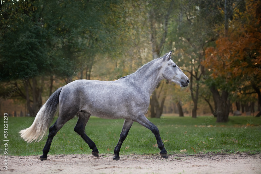 Horse breed Orlov trotter in motion. Horse breed Orlov trotter in motion.
