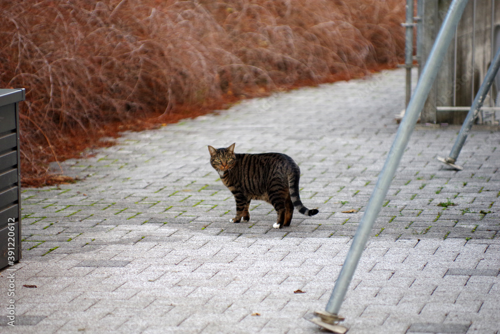 Obraz premium Chat tigré en automne