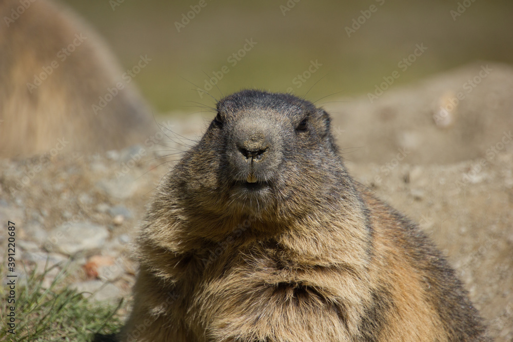 marmot ready for winter sitting on the ground marmot ready for winter sitting on the ground