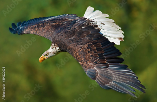 bald eagle in flight