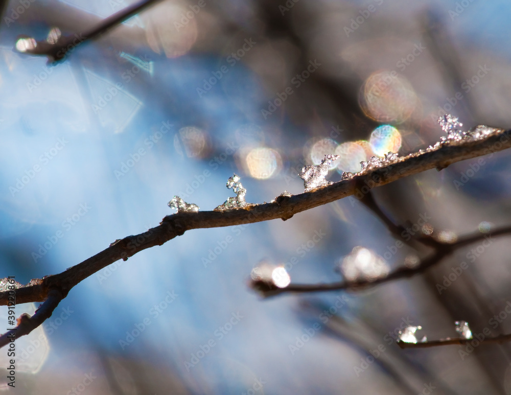 winter nature bokeh winter nature bokeh
