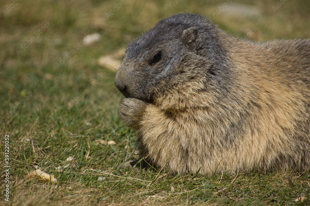 close up of an alpine marmot before winter close up of an alpine marmot before winter